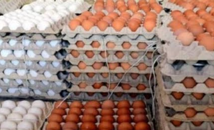اسعار البيض اسعار البيض